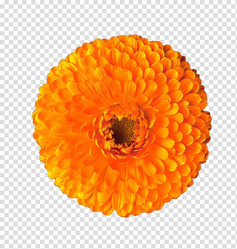 Calendula officinalis Mexican marigold Orange Flower, Orange marigold transparent background PNG clipart