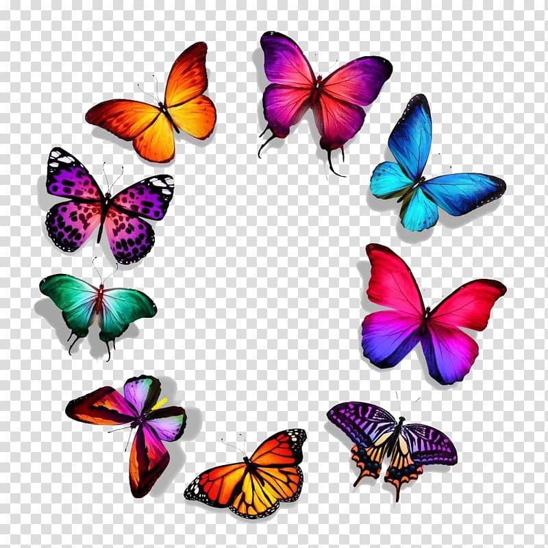 assorted-color butterflies illustration, Butterfly , Butterfly Series,-,Beautiful butterfly circle of transparent background PNG clipart
