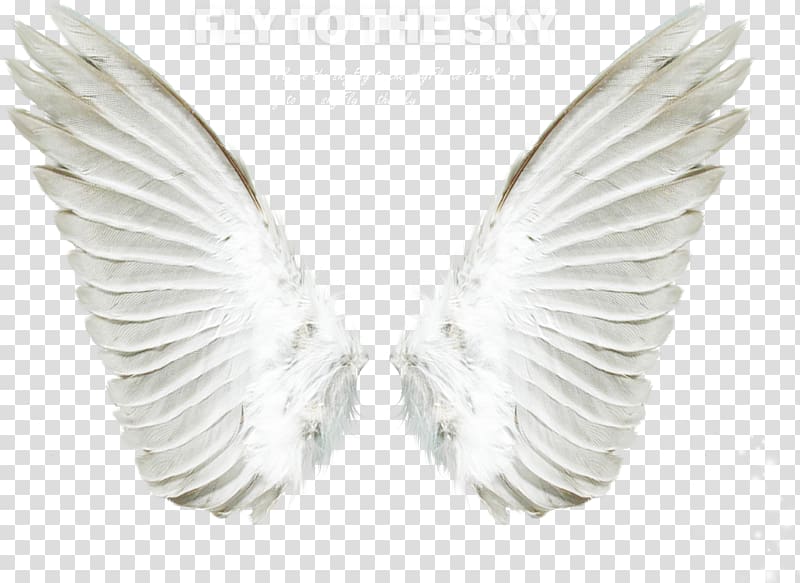 white wings with fly to the sky text overlay, Angel , Angel wings transparent background PNG clipart