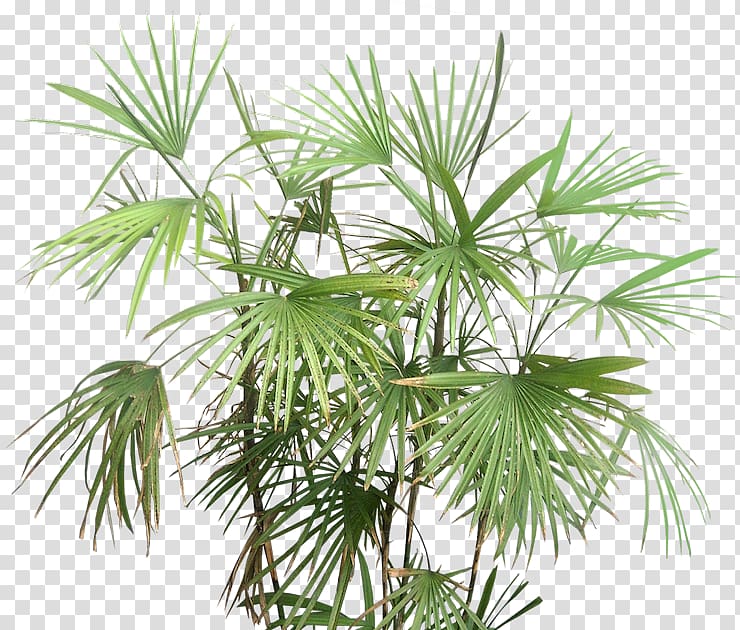 Rhapis excelsa Tree Rhapis multifida Arecaceae, tree transparent background PNG clipart