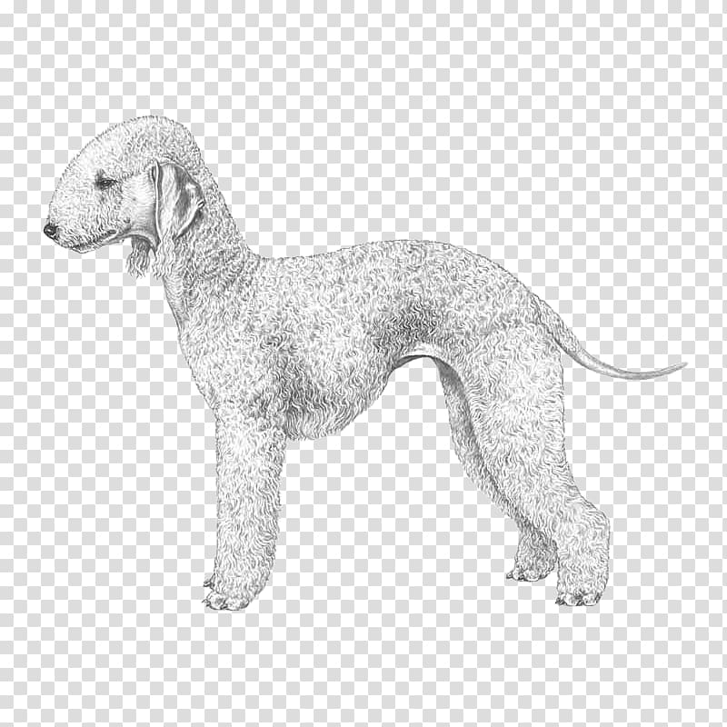 Dog breed Whippet Bedlington Terrier Italian Greyhound, puppy transparent background PNG clipart