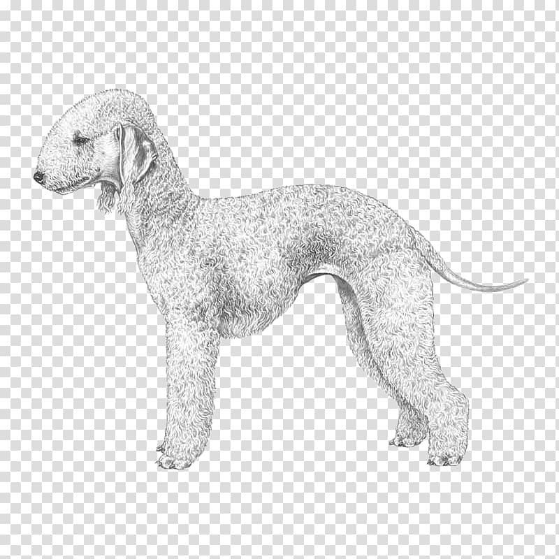 Dog Breed Whippet Bedlington Terrier Italian Greyhound Puppy