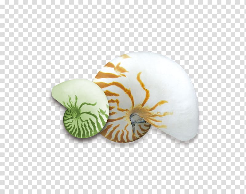 Screw Seashell Conch, screw transparent background PNG clipart