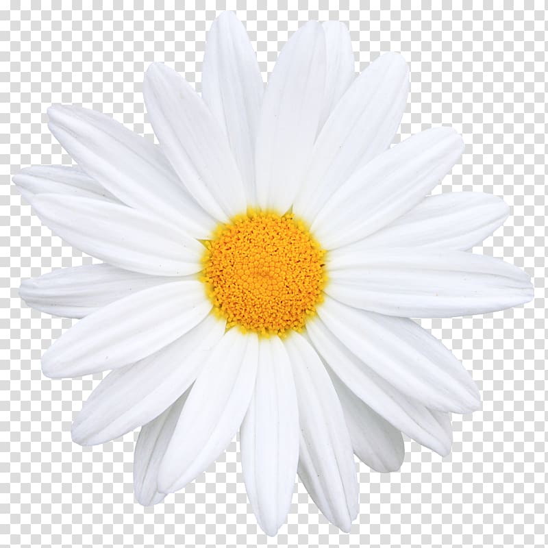 white daisy, Flower Common daisy Icon, Creative bouquet of flowers transparent background PNG clipart