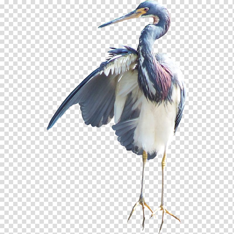Heron Bird Crane Marabou stork White stork, macaw transparent background PNG clipart