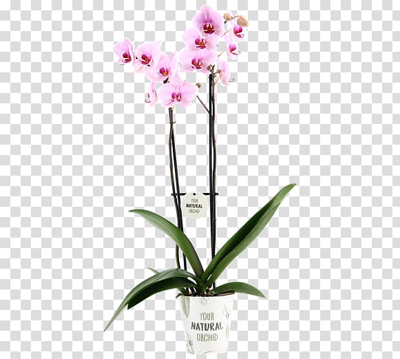 Moth orchids Cattleya orchids Dendrobium Cut flowers Flowerpot, Phalaenopsis transparent background PNG clipart