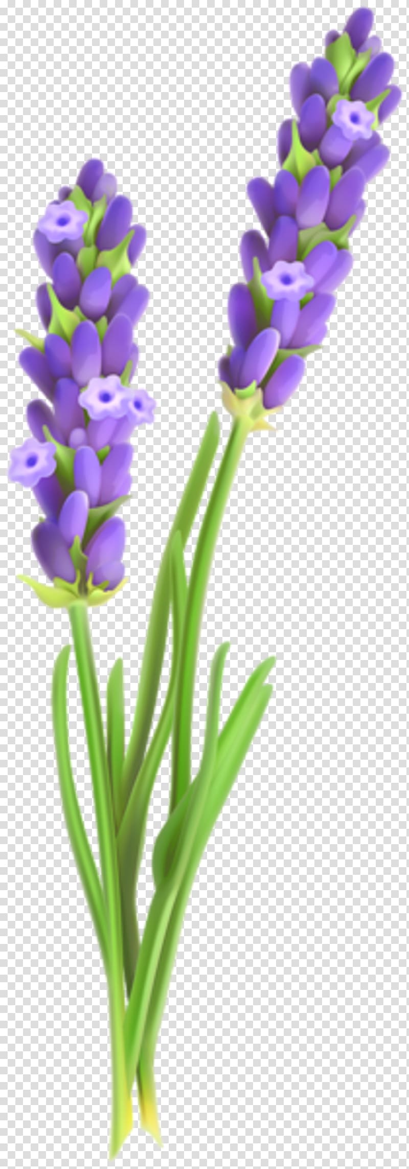 purple lavenders art, English lavender French lavender Flower , lavender transparent background PNG clipart