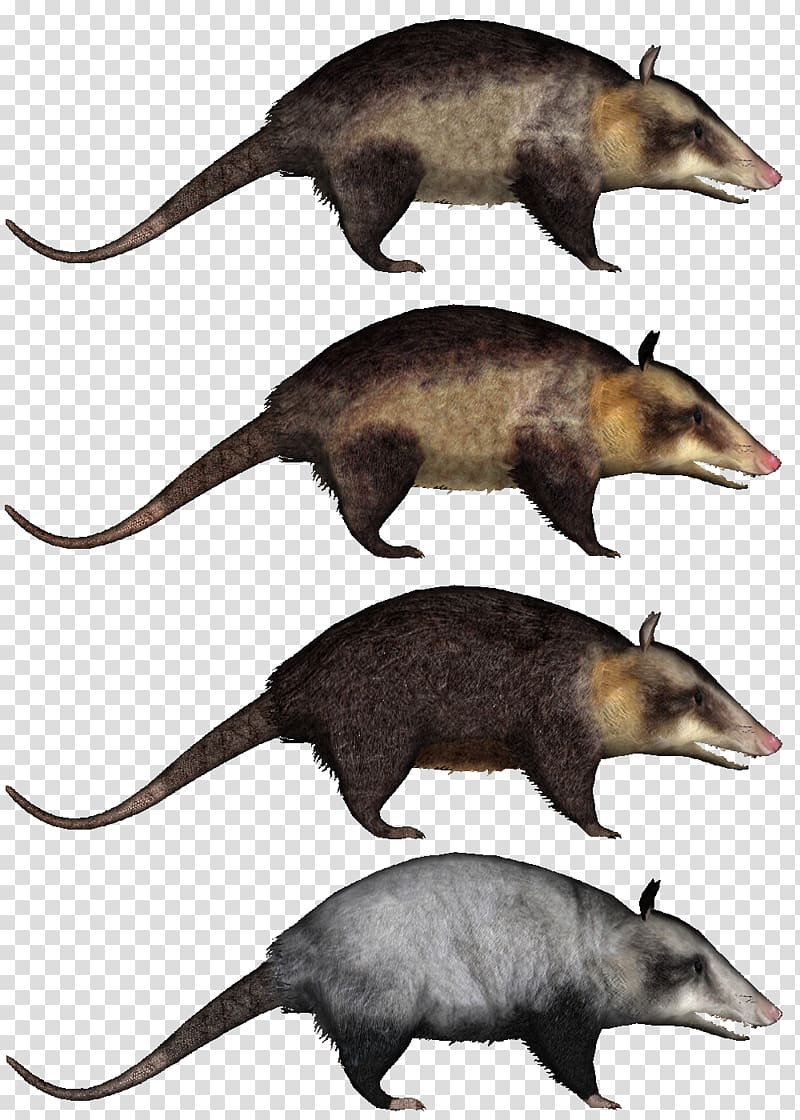 Common opossum Virginia opossum Zoo Tycoon 2, others transparent background PNG clipart