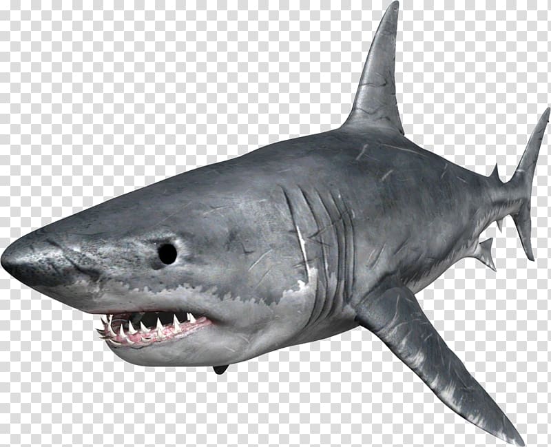 great white shark illustration, Snake Crocodile Animal Shark Venom, Shark transparent background PNG clipart