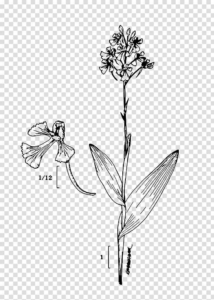 Platanthera peramoena Plant Sketch, plant transparent background PNG clipart