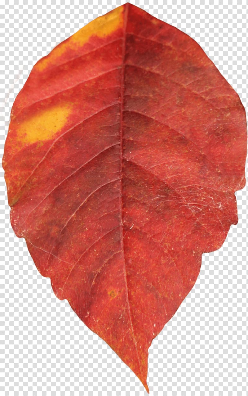 orange leaf, Autumn Leaf Single transparent background PNG clipart