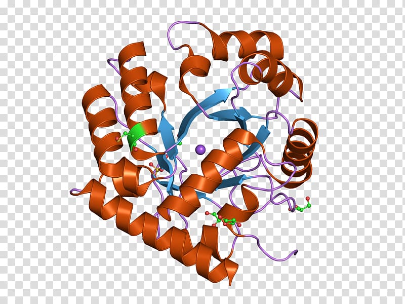 Uridine monophosphate synthetase Thymidylate synthase Orotidine 5\'-monophosphate Biosynthesis, others transparent background PNG clipart