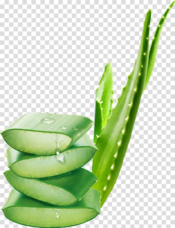green Aloe Vera illustration, Aloe vera Gel Powder Skin Spray drying, Aloe transparent background PNG clipart