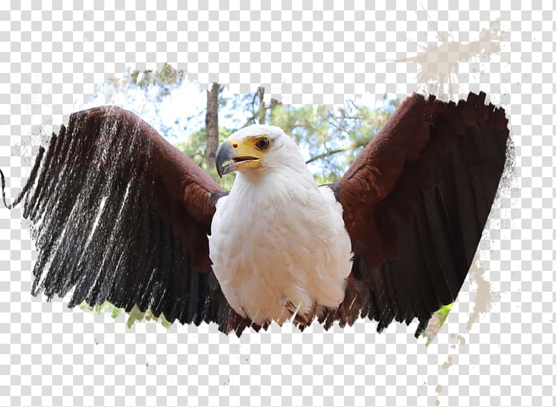 Myrtle Beach Safari Tourist attraction Eagle Travel, Myrtle Beach Safari transparent background PNG clipart