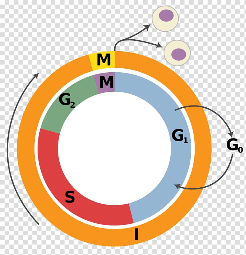 Cell cycle Interphase Cell division Mitosis, Cell cycle transparent background PNG clipart