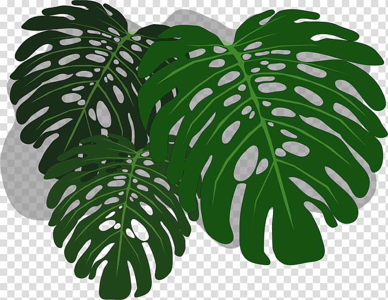 Philodendron Swiss cheese plant , mint leaf transparent background PNG clipart