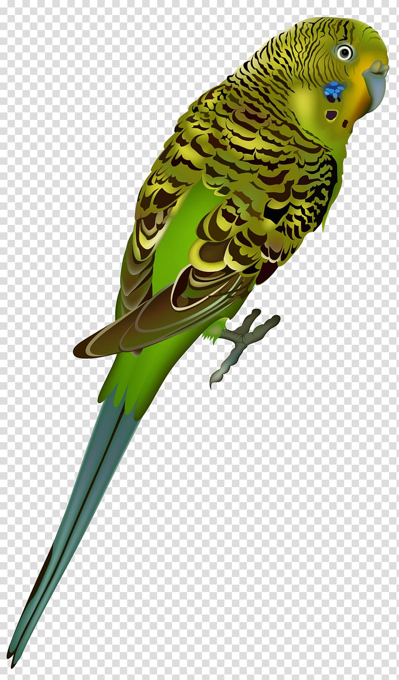 Birds transparent background PNG clipart