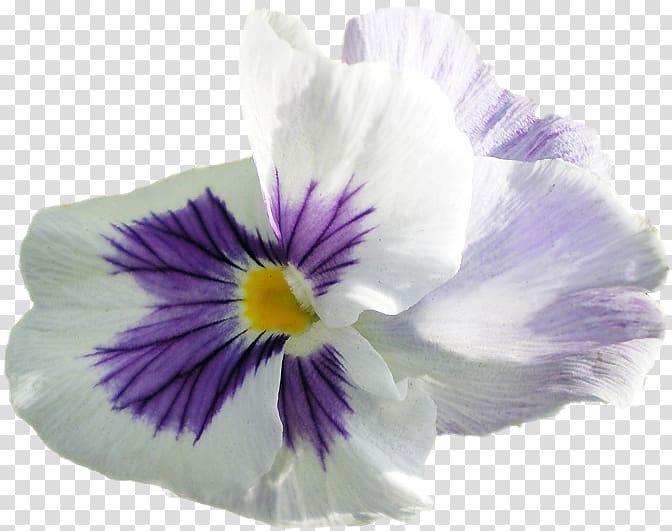 Pansy Violet Petal, violet transparent background PNG clipart