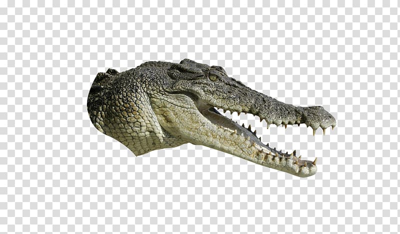 Crocodiles Tyrannosaurus, alligator transparent background PNG clipart