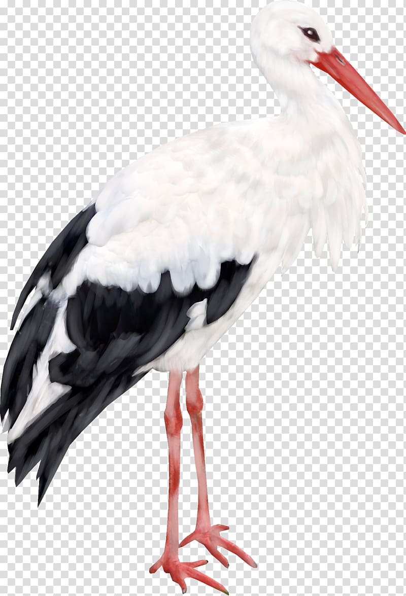 Stork transparent background PNG clipart