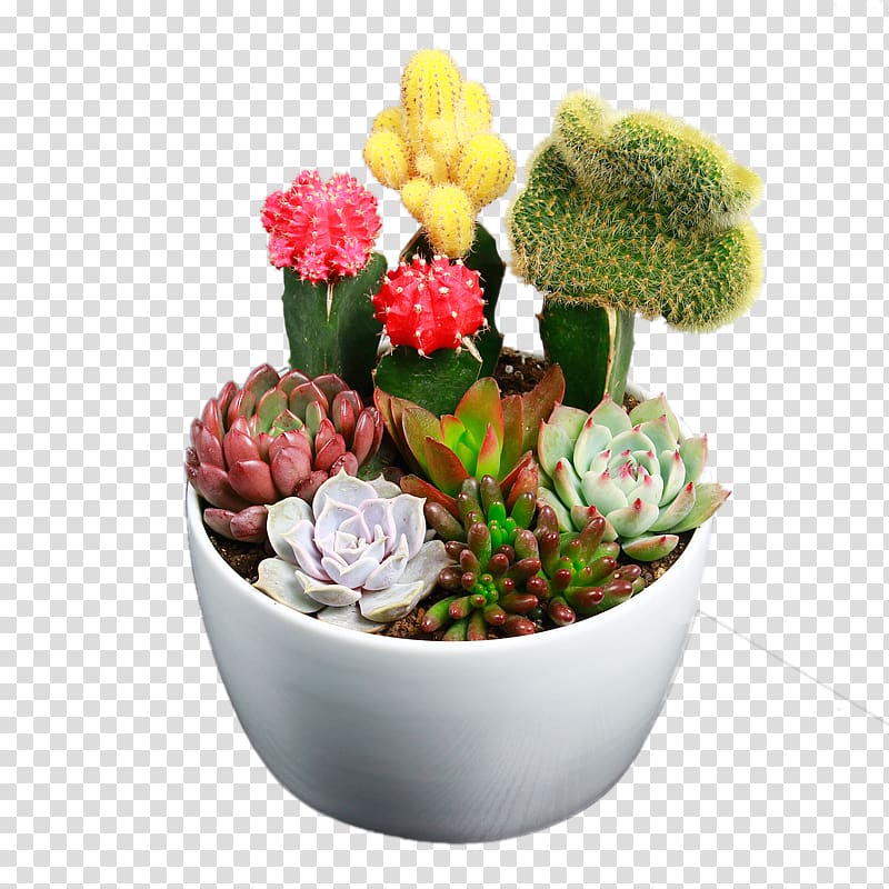 Cactaceae Succulent plant Flower, A cactus plants transparent background PNG clipart