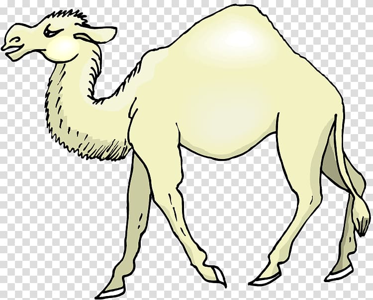 Camel graphics Drawing , camel transparent background PNG clipart