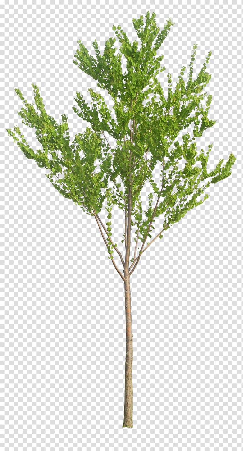 Tree Baby\'s-breath Artificial flower Plant, tree transparent background PNG clipart