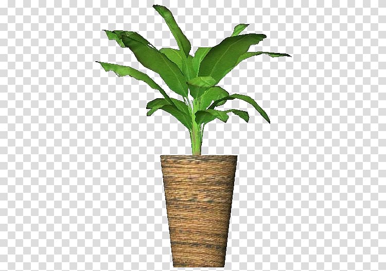 Cooking banana Plant Musa ornata Plane trees, potted transparent background PNG clipart