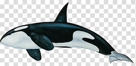 Killer Whale , Killer Whale Bottom transparent background PNG clipart