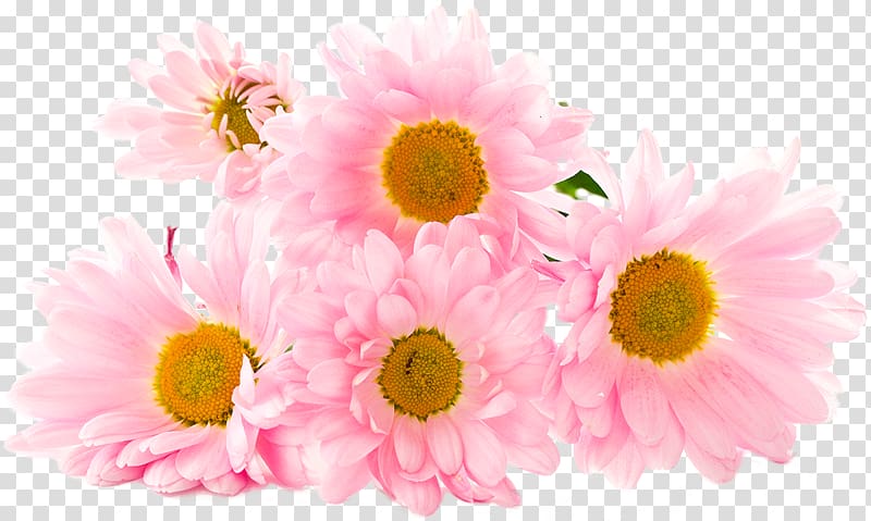 Death Love Eating YouTube Woman, chrysanthemum transparent background PNG clipart
