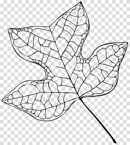 Liriodendron tulipifera Tree Leaf Drawing, tulip transparent background PNG clipart