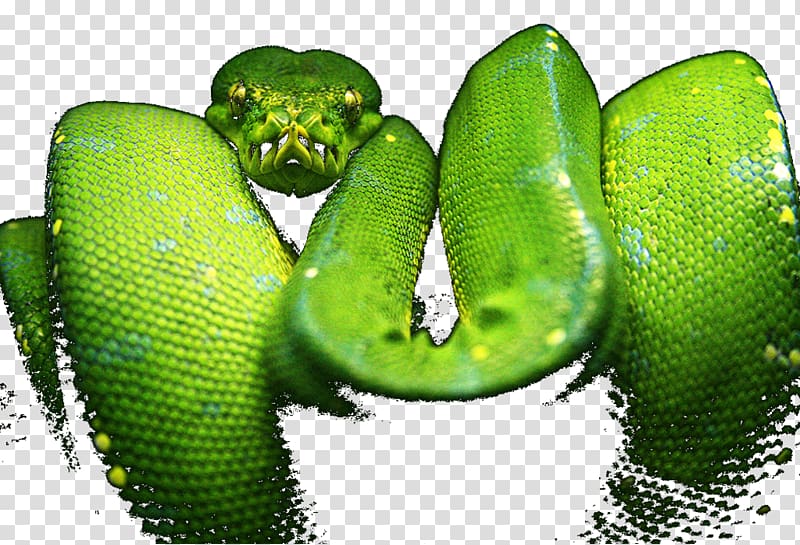 Western green mamba Snake Green tree python Yellow, snake transparent background PNG clipart