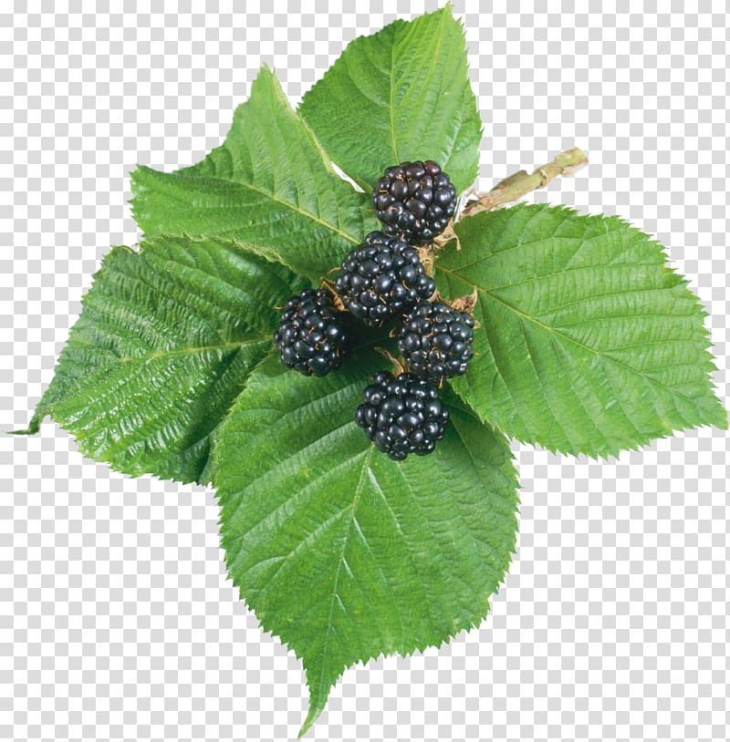 Tea Blackberry Leaf Red raspberry, Blackberry transparent background PNG clipart