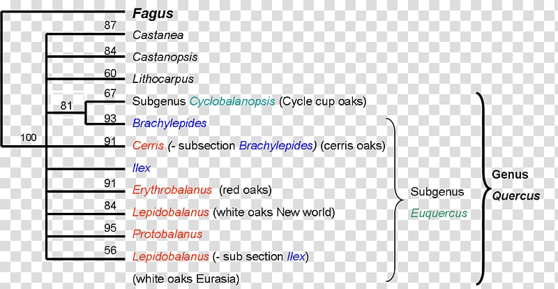 Oak Phylogenetic tree Phylogenetics Taxonomy, camus transparent background PNG clipart