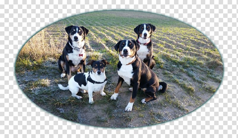 Dog breed Entlebucher Mountain Dog Greater Swiss Mountain Dog Rat Terrier, appenzeller sennenhund transparent background PNG clipart