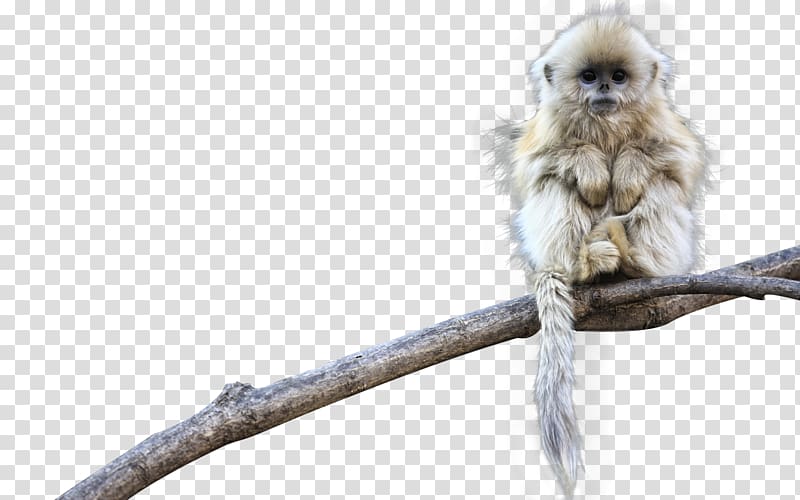 Monkey , Small golden monkey transparent background PNG clipart
