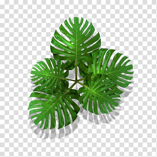 Swiss cheese plant illustration, Plant Tree, monstera transparent background PNG clipart