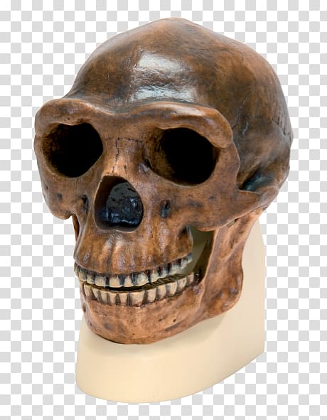 Peking Man Skull Anatomy Science Homo sapiens, Homo Sapiens transparent background PNG clipart