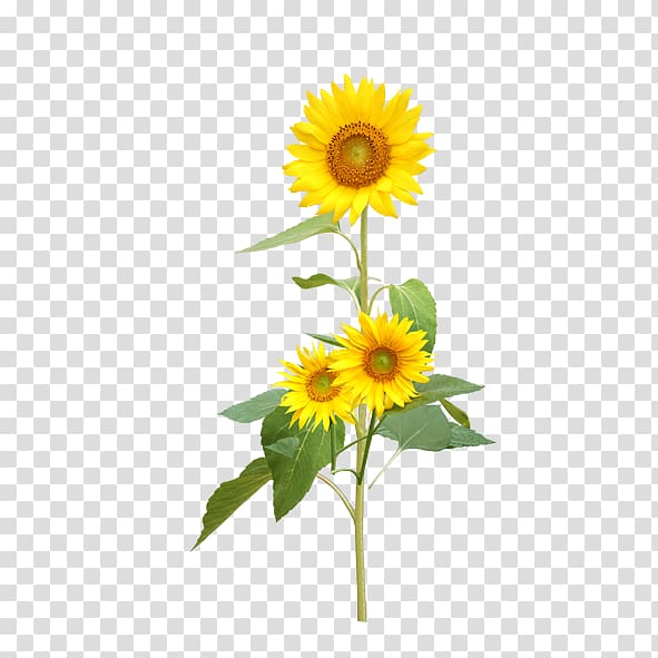 yellow sunflower, Common sunflower Sunflower seed Perennial sunflower, sunflower transparent background PNG clipart