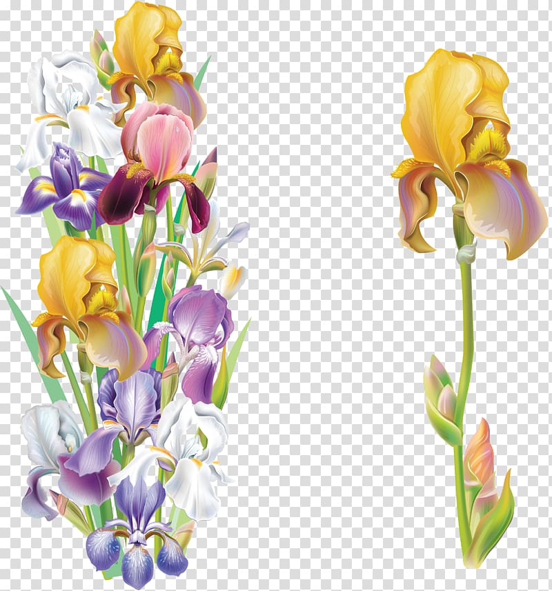 Iris versicolor Iris flower data set , flower transparent background PNG clipart