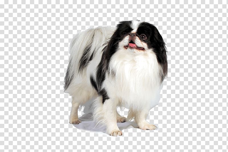 Dog breed Japanese Chin Companion dog Fur Snout, others transparent background PNG clipart