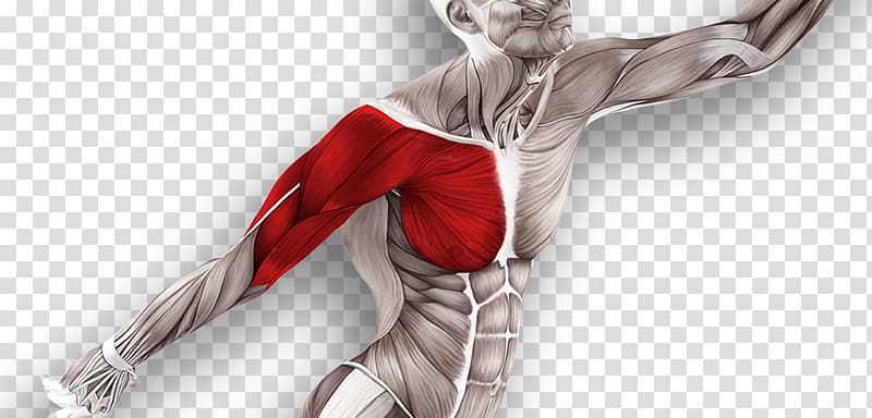 Muscle tissue Muscular system technique Anatomy, Massage Physical Therapy Muscle transparent background PNG clipart