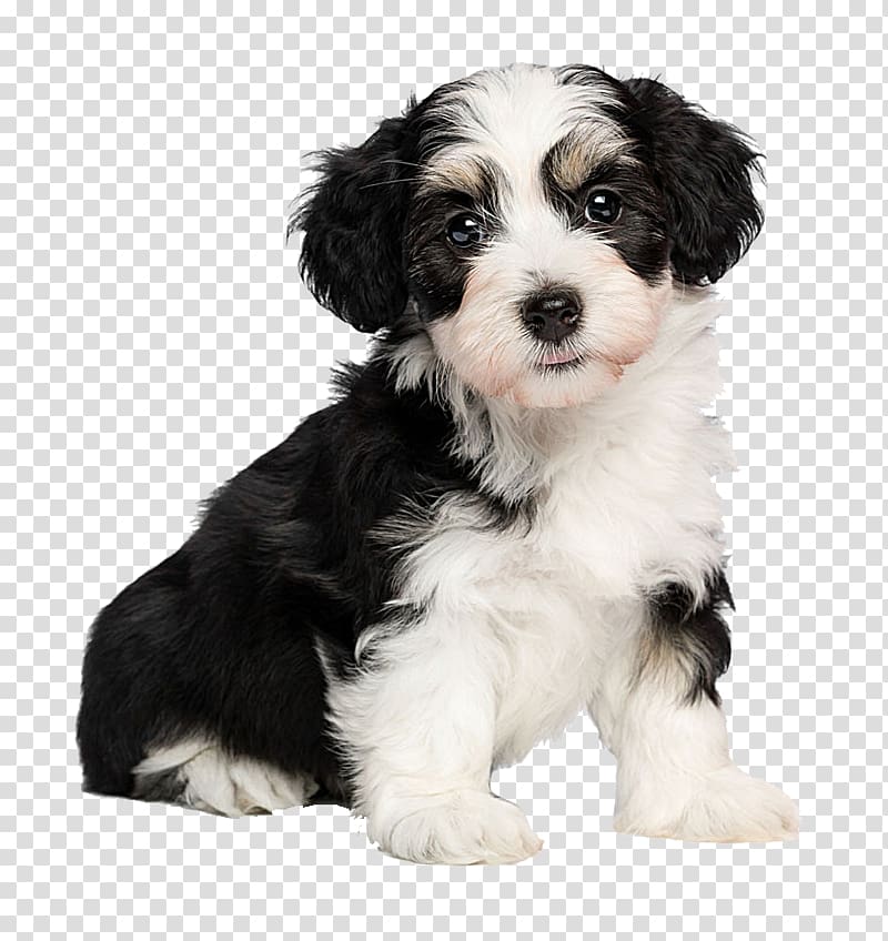 black and white Australian shepherd puppy, Havanese dog Border Collie Poodle Bichon Frise Maltese dog, Meng pet puppy transparent background PNG clipart