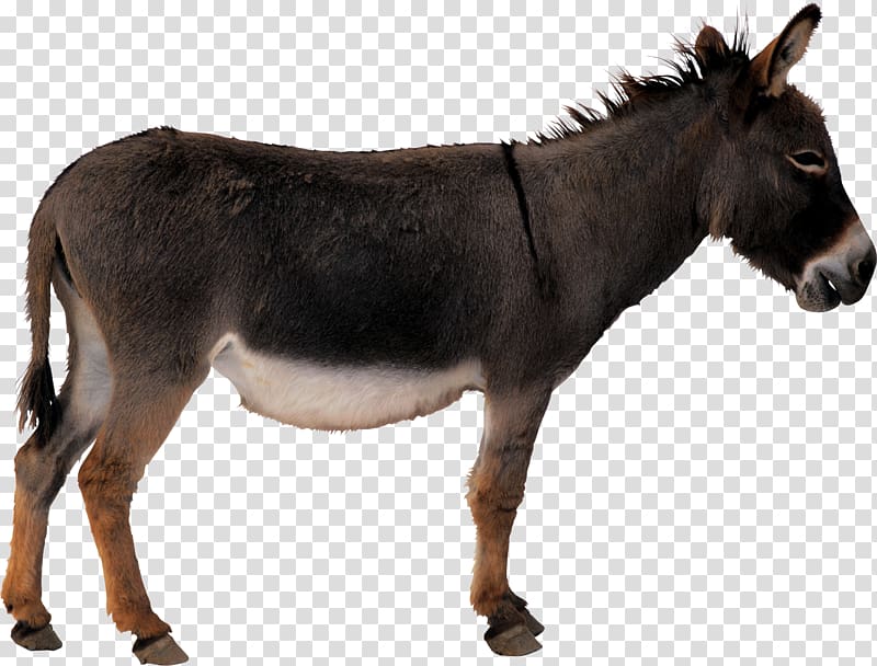 Donkey Horse , Donkey transparent background PNG clipart