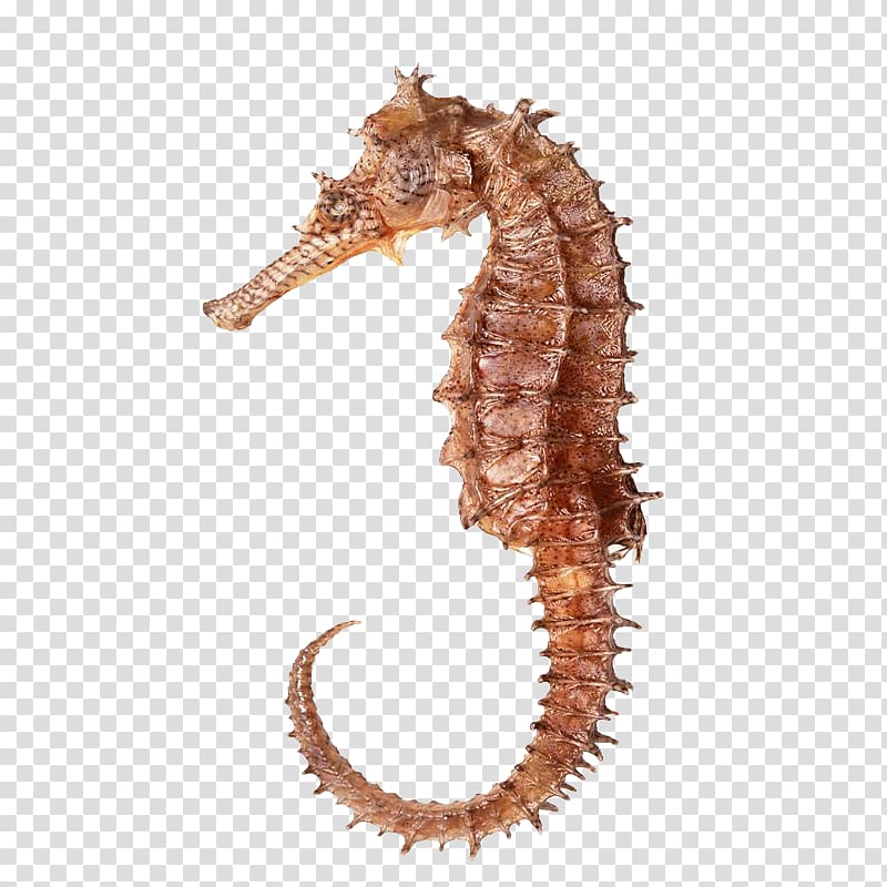 brown seahorse illustration, Seahorse Hippocampus Icon, Golden hippocampus transparent background PNG clipart