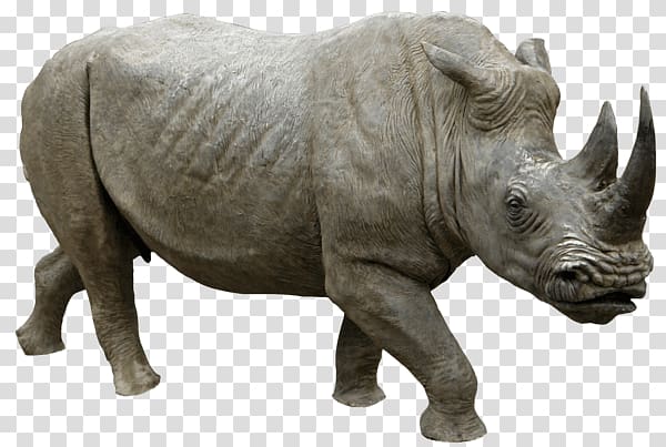 grey rhinoceros animal, Rhinoceros Walking transparent background PNG clipart
