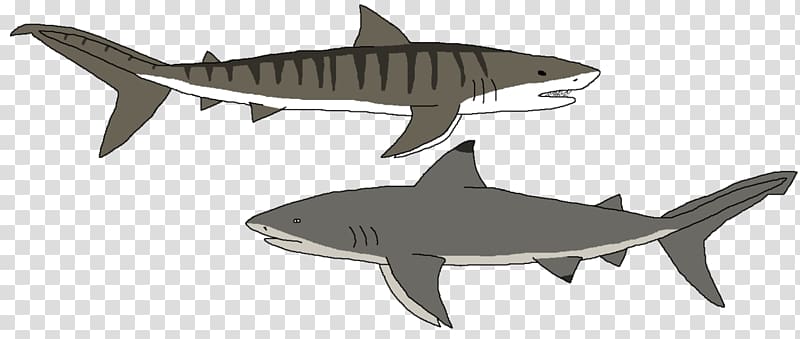 Tiger shark Squaliform sharks Requiem sharks Fauna, reef shark teeth transparent background PNG clipart
