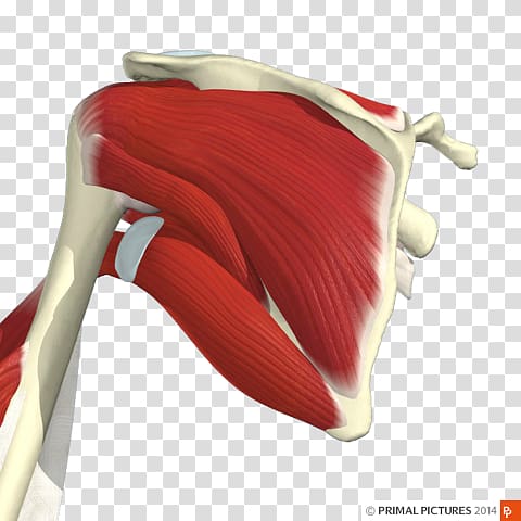 Shoulder Infraspinatus muscle Supraspinatus muscle Tendinopathy Subscapularis muscle, others transparent background PNG clipart