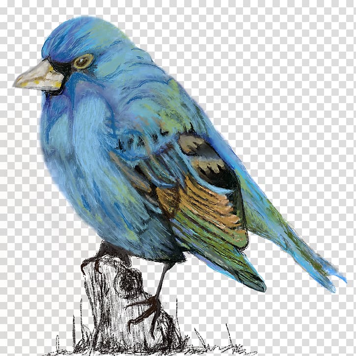 Blue jay Finches American Sparrows Watercolor painting Cobalt blue, bluebird transparent background PNG clipart