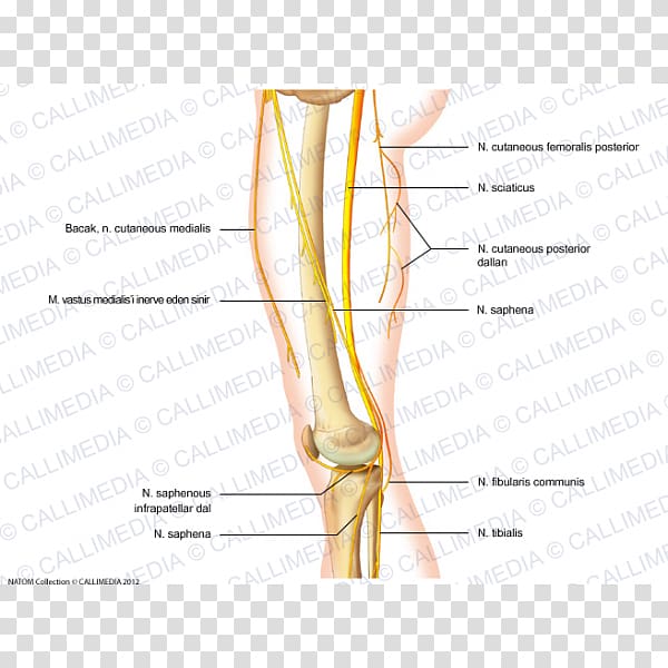 Nerve Knee Human leg Thumb Crus, others transparent background PNG clipart